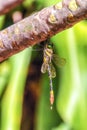 Undetermined dragonfly, Madagascar, Africa, Indian Ocean