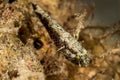 undetermined dwarfgoby or sandgoby fish