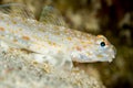 undetermined goby fish Royalty Free Stock Photo