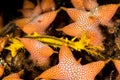 undetermined orange sea cucumber