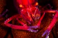 undetermined snapping shrimp over a sea cucumber