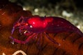undetermined snapping shrimp over a sea cucumber Royalty Free Stock Photo