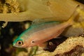 undetermined young juvenile coral bream Royalty Free Stock Photo