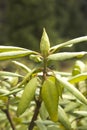 Undeveloped bud of Rhododendron flower plants.