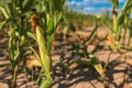 Undeveloped corn crops affected by lack of water and drought Royalty Free Stock Photo