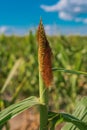 Undeveloped corn crops affected by lack of water and drought Royalty Free Stock Photo