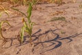 Undeveloped corn crops affected by lack of water and drought