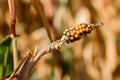 Undeveloped damaged ear of corn on the cob in field