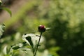 Undisturbed Red flower Bud