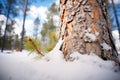 undisturbed snow around pine trunk Royalty Free Stock Photo