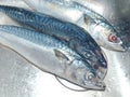 Undivided mackerel. A natural and healthy product. Valuable commercial fish. Her meat is fatty up to 16.5% fat, rich in vitamin