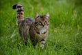 Undomesticated cat roams grassy wilderness, embodying natural beauty and freedom