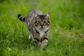 Undomesticated cat roams grassy wilderness, embodying natural beauty and freedom