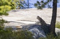 Undomesticated Cat sitting on a rock