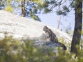 Undomesticated Cat sitting on a rock