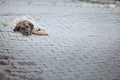 Undomesticated dog relaxing on a street