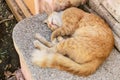 Undomesticated ginger cat sleeps on the steps in a city park