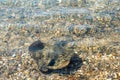 Undulate ray Raja undulata . Wild life animal. on sea Royalty Free Stock Photo