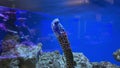 Undulate or tesselate moray eel in aquarium, pale with dark spots, Gymnothorax favagineus