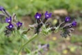 Undulated Alkanet