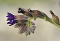 Undulated Alkanet