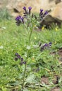 Undulated Alkanet