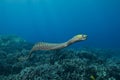 Undulated Moray Eel Royalty Free Stock Photo