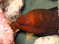 Undulated Moray Eel