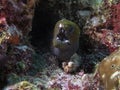 An Undulated Moray Eel Gymnothorax undulatus Royalty Free Stock Photo