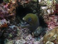 An Undulated Moray Eel Gymnothorax undulatus Royalty Free Stock Photo