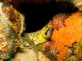 Undulated Moray eel, Gymnothorax undulatus, at a Puerto Galera tropical coral reef in the Philippines. These reefs have Royalty Free Stock Photo