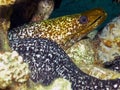 An Undulated Moray Eel Gymnothorax undulatus in the Red Sea Royalty Free Stock Photo