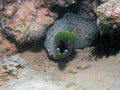 Undulated Moray Eel Gymnothorax undulatus Royalty Free Stock Photo