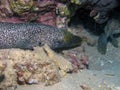 Undulated Moray Eel Gymnothorax undulatus Royalty Free Stock Photo