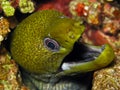 Undulated Moray - Gymnothorax undulatus