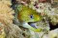 Undulated moray