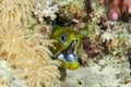 Undulated moray