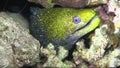 Undulated moray in Red sea