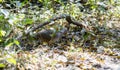 Undulated Tinamou (Crypturellus undulatus) in Brazil