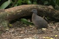 Undulated tinamou, Crypturellus undulatus