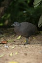 Undulated tinamou, Crypturellus undulatus