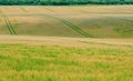 Undulating corn field 2