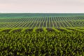 The undulating corn fields in the midwest