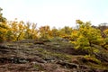 Undulating landscape with trees and bushes at the autumn season