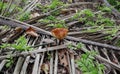 An undulating orange color mushroom on a wilderness area