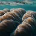 Undulating surface of a coral structure underwater, displaying ridges with narrow Royalty Free Stock Photo