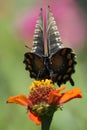 'Undulation' (Pipevine Swallowtail) Royalty Free Stock Photo