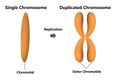 Unduplicated and Duplicated Chromosomes isolated