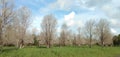 Undying Tree beautyfuly under the Blue sky