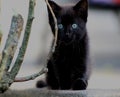 Une petite chatte noir avec les yeux bleus Royalty Free Stock Photo